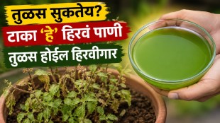 Natural neem leaf green water remedy for dry Tulsi plant growth and healthy green leaves