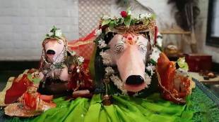 Cow temple in Amravati Maharashtra | Sarsi gaon cow temple features | Amravati tivsa sarsi news updates | Unique temples in Maharashtra tourism
