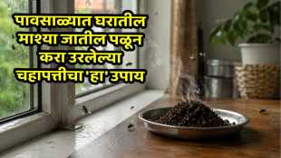 Used Tea Leaves for Flies