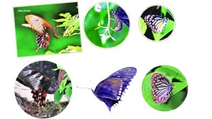 butterflies climate change indicator maharashtra | world environment day butterfly habitat loss | rekha shahane environment expert marathi article | common mormon butterfly evolution natural selection