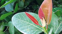 कुतूहल: पालवी हिरवी का नसते?