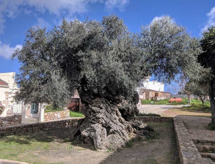 Olive tree history and cultural significance in Marathi | Health benefits of olive oil and olive leaves | ऑलिव्ह वृक्षाचा इतिहास आणि सांस्कृतिक महत्त्व | ऑलिव्ह तेल आणि पानांचे आरोग्यदायी फायदे
