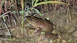 New Frog specie : धबधब्यातील बेडकाच्या नव्या प्रजातीचा शास्त्रज्ञांकडून शोध… नागालँडमधील प्रजातीचे काय आहे वेगळेपण?
