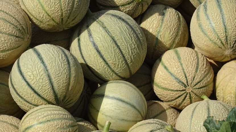 Yubari King Melon