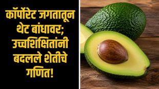 Avocado farming profit success story in Maharashtra | Modern avocado cultivation high income guide | ॲव्होकॅडो शेती नफा आणि आधुनिक लागवड पद्धती | सोलापूर आणि नाशिक येथील शेतकऱ्यांचा यशस्वी ॲव्होकॅडो शेती प्रयोग
