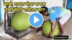 बापरे! ४८ किलोचा फणस तुम्ही कधी पाहिलात का? VIDEO पाहून व्हाल चकित