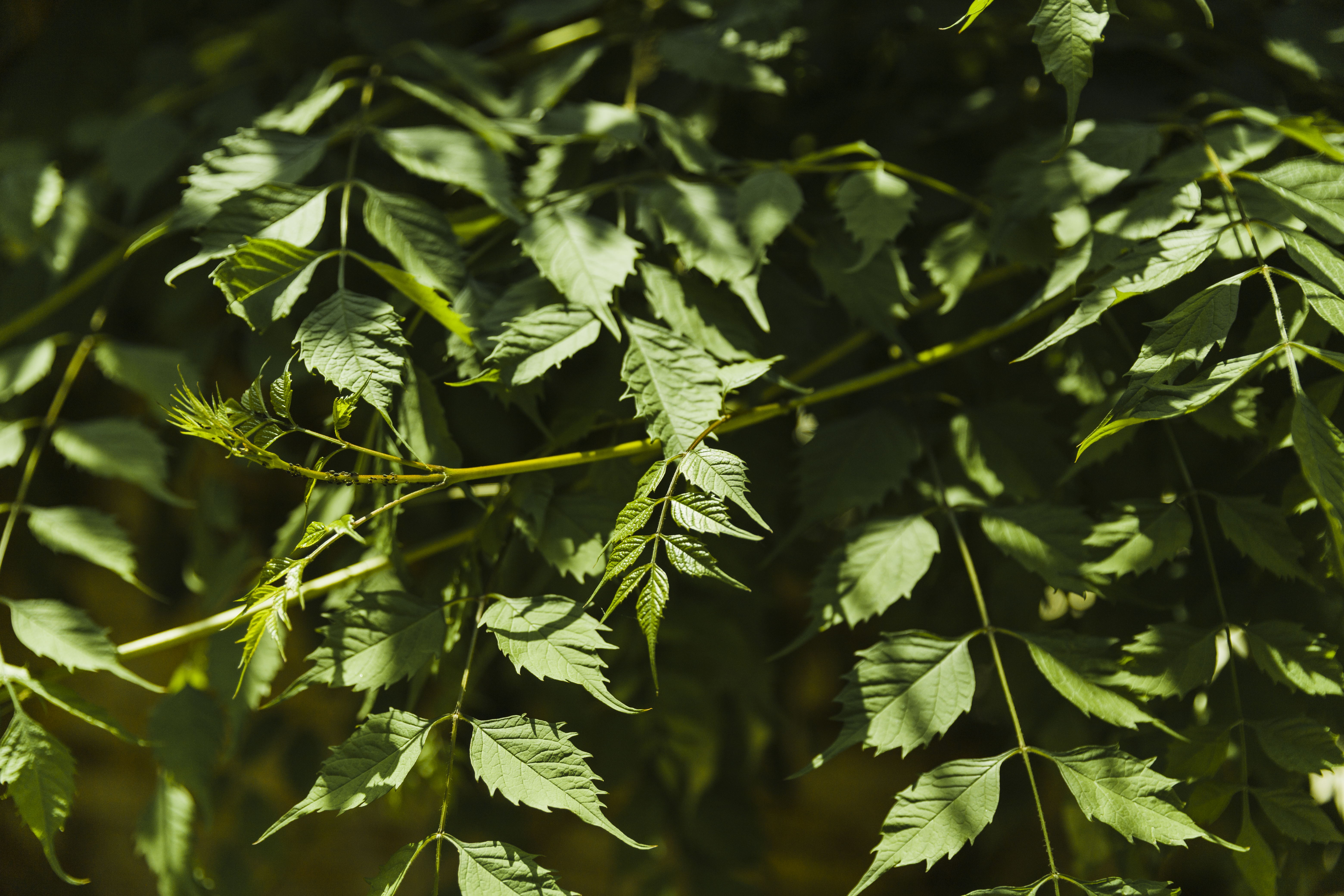 India's most medicinal Ayurvedic plant