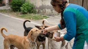 Delhi stray dog feeding dispute crime scene | Woman beaten over feeding dogs incident Delhi | दिल्लीत श्वानप्रेमी महिलेला मारहाण | भटक्या कुत्र्यांना खायला घालण्यावरून वाद