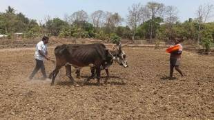 Raigad monsoon delay updates | Alibaug rainfall status today | Maharashtra paddy sowing crisis | Konkan weather forecast IMD