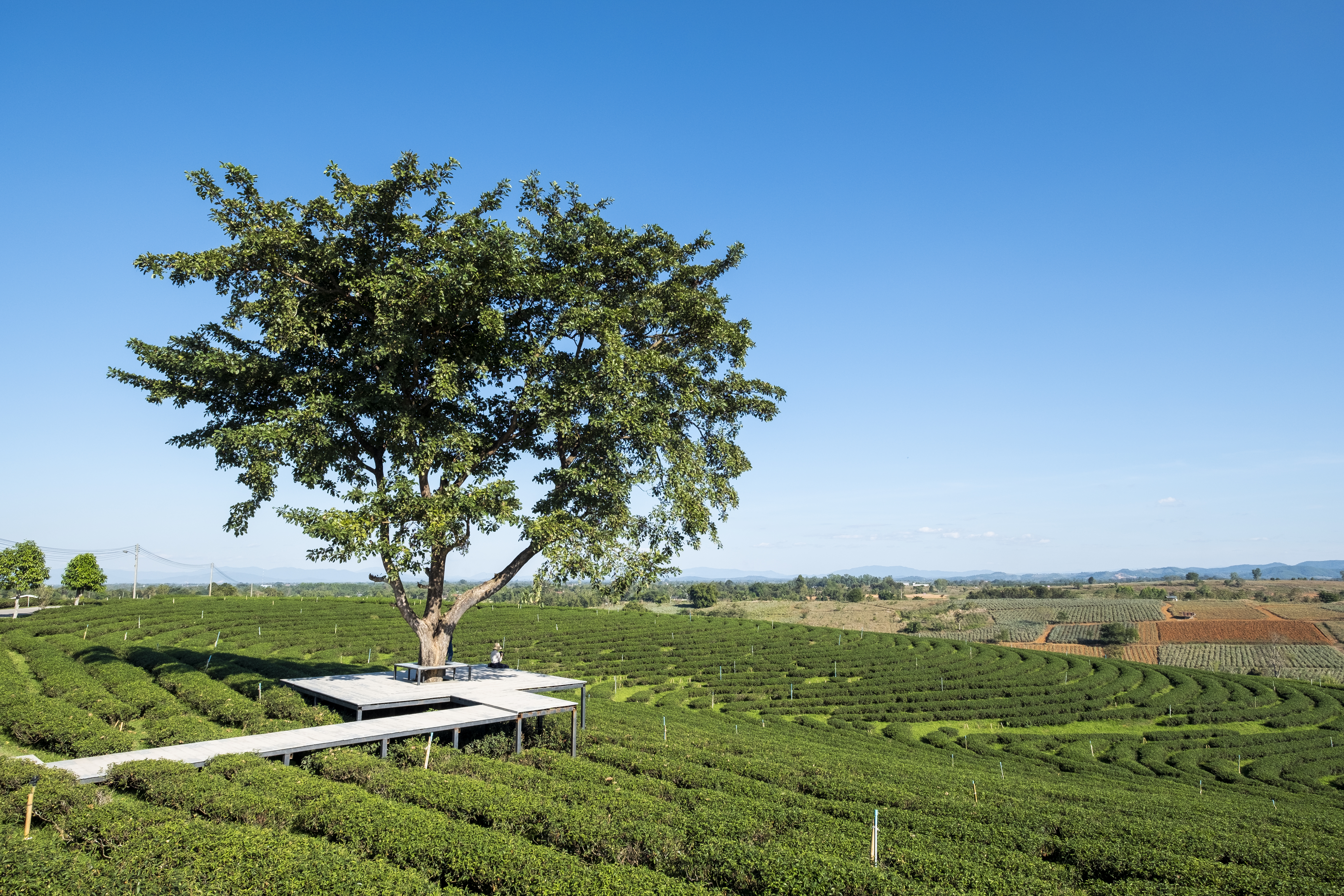 India's most medicinal Ayurvedic plant