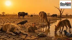 heatwave impact on animal brain function | climate change effect on bird behavior | global warming rising temperature wildlife research | animals aggression during summer heatwaves