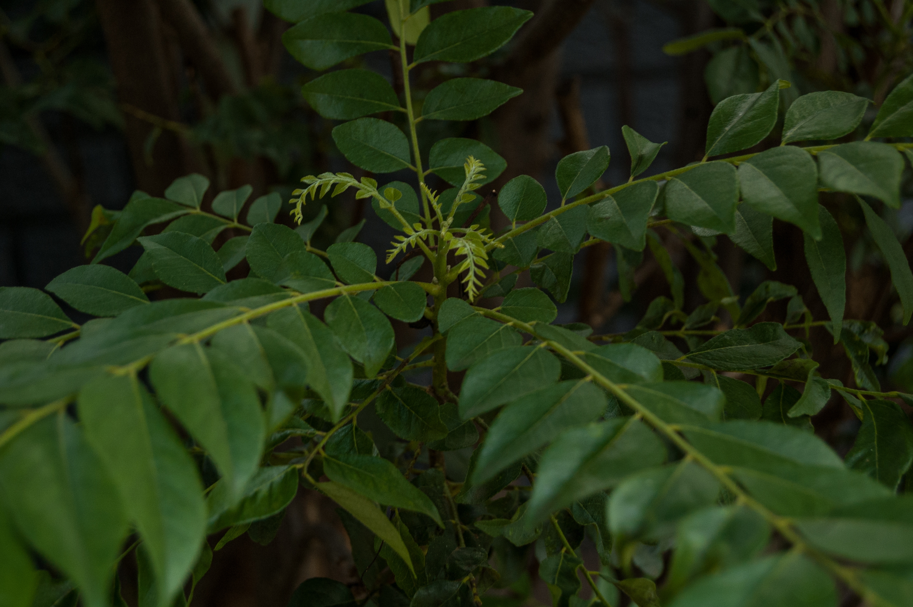 India's most medicinal Ayurvedic plant