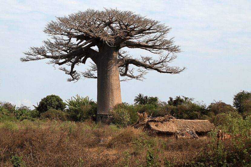 Baobab Tree Of Life