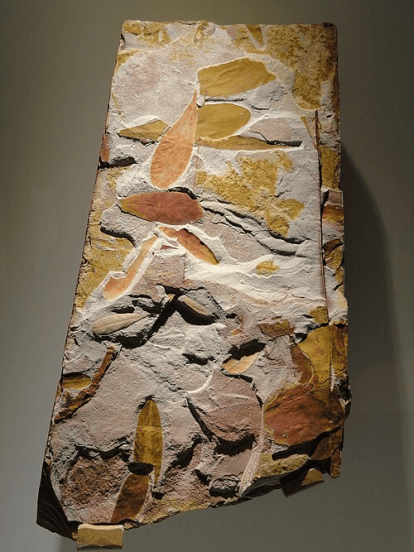 Glossopteris Plant Fossil