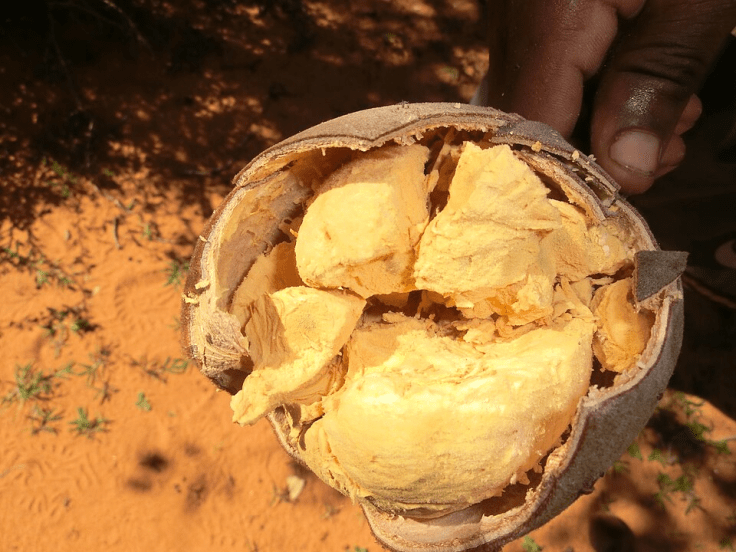 बाओबाबच्या फळाचा गर (pulp) 