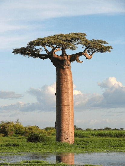 Baobab Tree Of Life