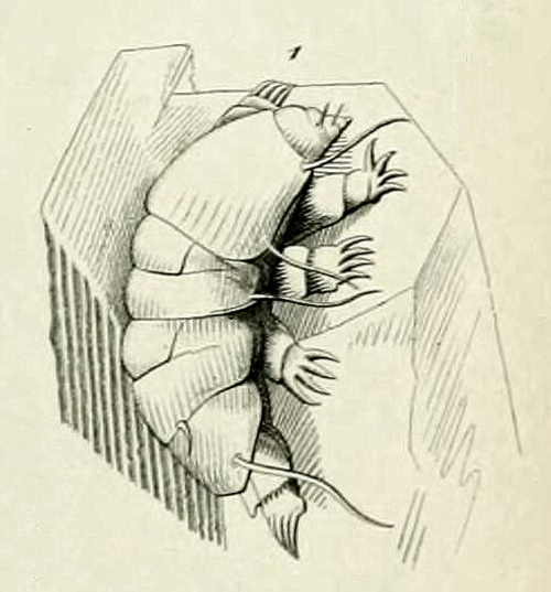 Drawing of Echiniscus testudo on a grain of sand by L.M.F. Doyère, 1840