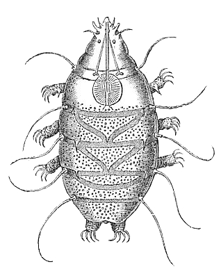 Drawing of Echiniscus sp. by C.A.S. Schultze, 1861