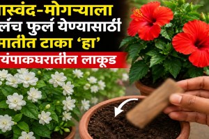 Cinnamon stick placed in hibiscus and jasmine plant soil for better flowering and plant growth