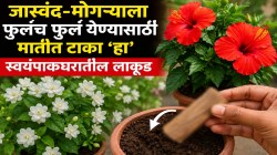तुमच्या जास्वंद-मोगऱ्याला येतील फुलंच फुलं! फक्त मातीत टाका स्वयंपाकघरातील ‘हा’ लाकडाचा छोटासा तुकडा; झाड फुलांनी पूर्ण भरून जाईल