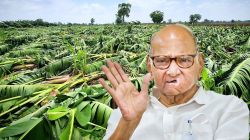 जळगावच्या केळी उत्पादकांचे अश्रू पुसण्यासाठी ज्येष्ठ नेते शरद पवारांचा पुढाकार… सरकारकडून व्यक्त केली ‘ही’ अपेक्षा!