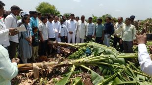 Banana Crop Damage Compensation in Maharashtra districts | Farmers Relief Maharashtra after unseasonal rain and hailstorm | अवकाळी पावसामुळे केळी पिकाचे झालेले नुकसान आणि पंचनामे | नुकसानग्रस्त शेतकऱ्यांना केळी नुकसान भरपाई मिळण्याबाबत कृषिमंत्र्यांची बैठक