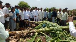 केळीच्या नुकसानग्रस्त शेतकऱ्यांना कृषिमंत्र्यांचा दिलासा