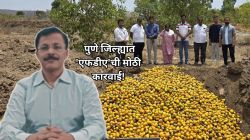 तुकाराम मुंढेंच्या आदेशाने पुण्यात मोठी कारवाई! साडेपाच हजार किलो आंबे नष्ट; भेसळयुक्त पल्प, आमरसही जप्त