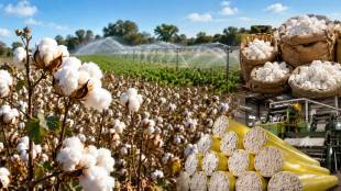 maharashtra cotton farming cultivation | kapus kranti yojana central government | minister dattatray bharne agriculture | maharashtra agriculture news update