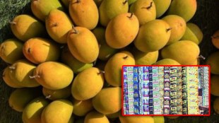 Navi Mumbai APMC Market FDA Raid Mango Gutka Seized