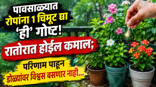 monsoon gardening tips for rose jaswandi flower plants khat in marathi tips to grow flower
