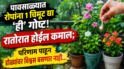 पावसाळ्यात रोपांना १ चिमूट द्या ‘ही’ गोष्ट! रातोरात होईल कमाल; परिणाम पाहून डोळ्यांवर विश्वस बसणार नाही…