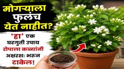 मोगऱ्याच्या रोपाला येतच नाहीत फुलं? ‘हे’ खास घरगुती मिश्रण मिसळा मातीत; मोगऱ्याचं रोप बहरून जाईल कळ्यांनी