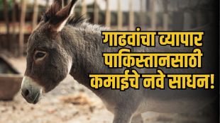 Pakistan China Donkey Meat Export details from official report | Pakistan Economic Survey 2025-26 presented by finance minister | पाकिस्तान चीन गाढव मांस निर्यात अधिकृत करार | पाकिस्तान आर्थिक सर्वेक्षण गाढवांची संख्या ६२ लाख