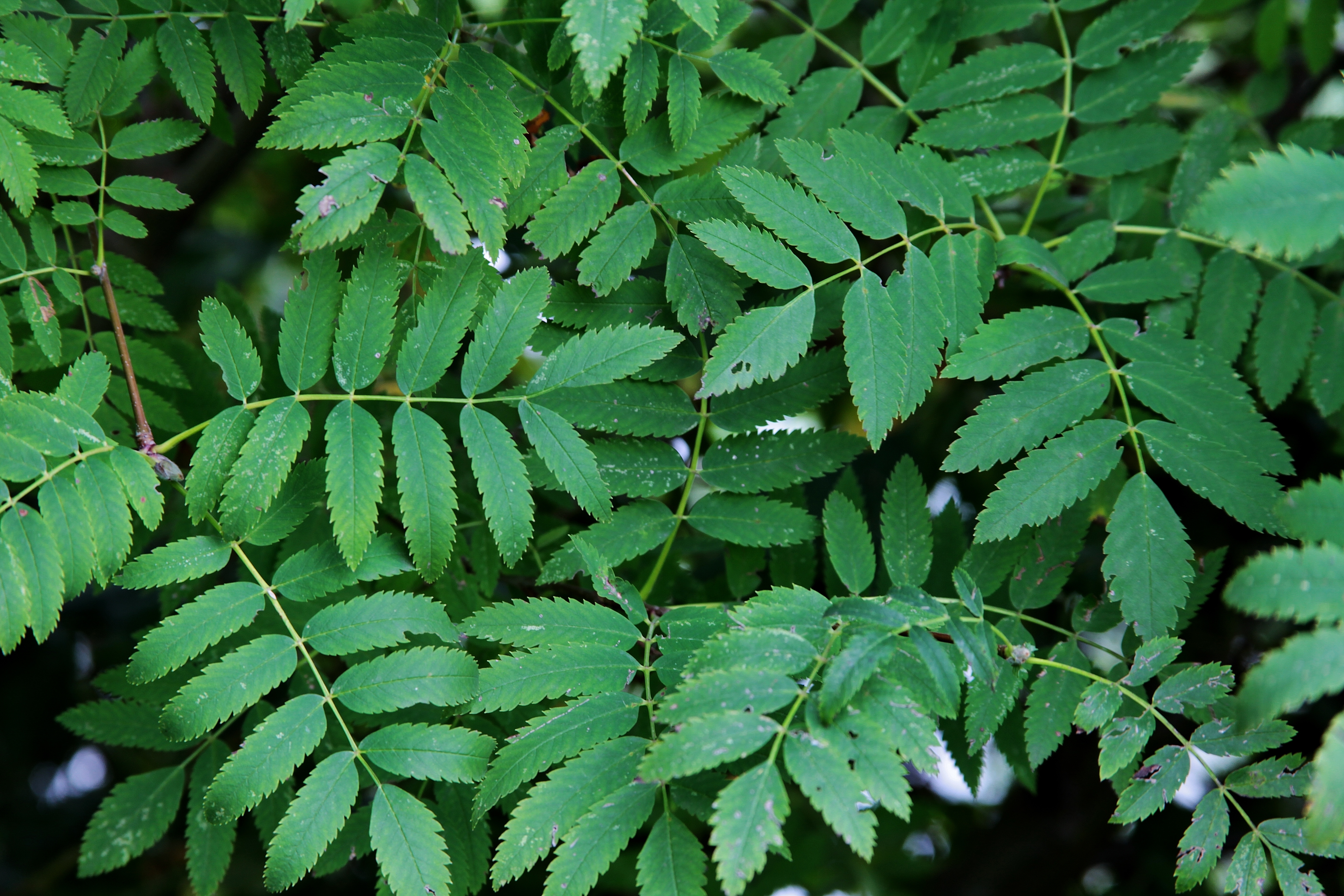 India's most medicinal Ayurvedic plant
