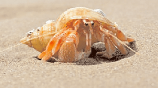 why you should not collect seashells from beach | hermit crab in seashell marine ecosystem | importance of calcium carbonate in ocean | environmental impact of removing seashells tourism
