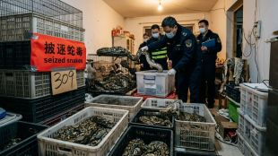 309-pythons-found-in-china-flat-due-to-high-electricity-bill