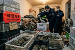 309-pythons-found-in-china-flat-due-to-high-electricity-bill