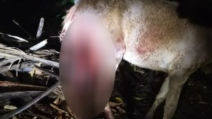 Sangli Stray Dog Menace