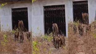 tadoba tiger junabai with cubs | tadoba andhari tiger reserve wildlife | deep kathikar tiger photography | madnapur buffer zone junabai temple tigers