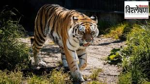 Tiger translocation in Maharashtra forest department | Tadoba Andhari tiger reserve wildlife conservation | Sahyadri tiger reserve corridors | Man animal conflict mitigation measures India
