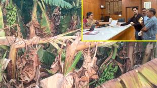 wardha banana crop damage due to heatwave | maharashtra farmers financial crisis | wardha temperature update news | keliche sukle bag kavi anil poem