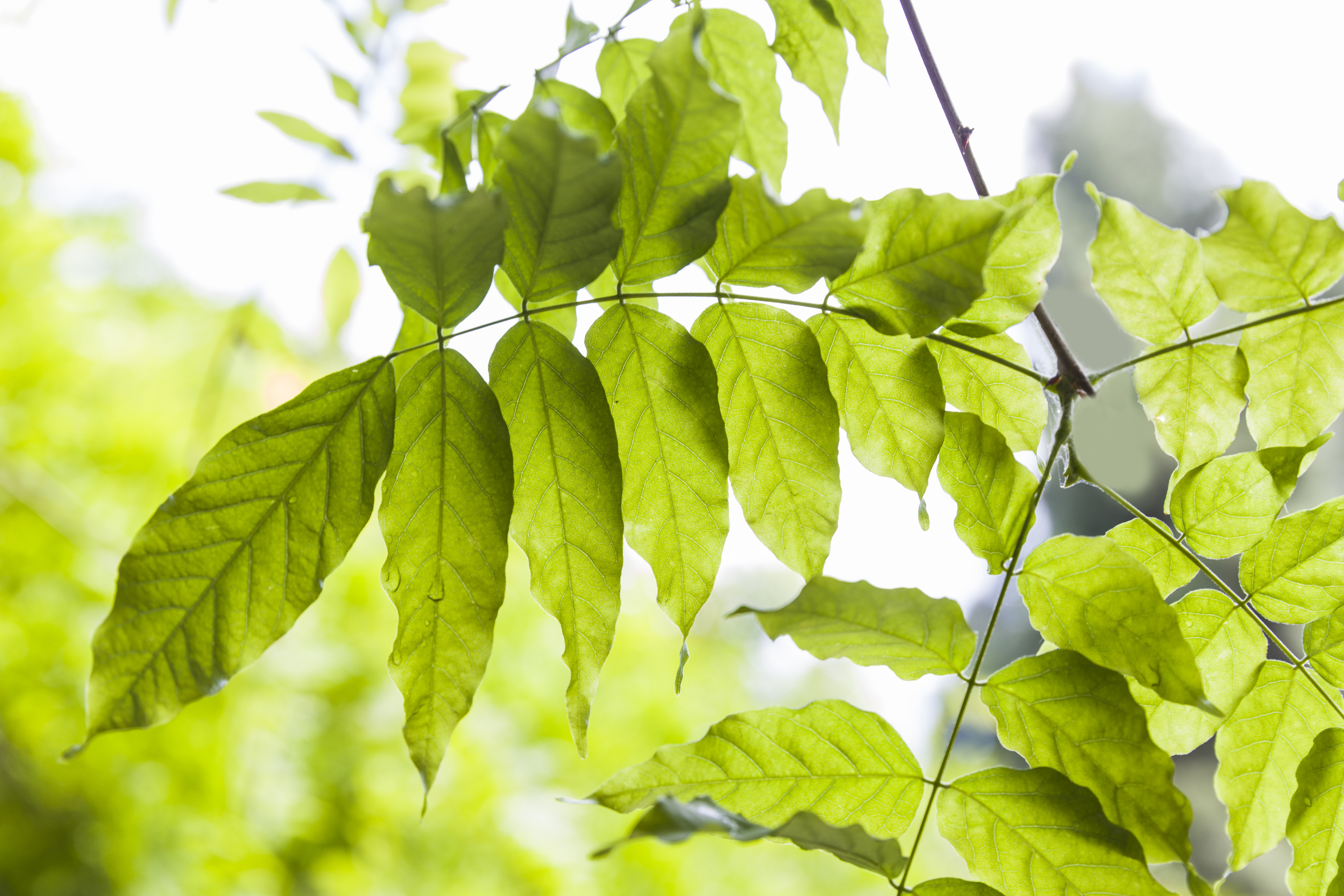 India's most medicinal Ayurvedic plant