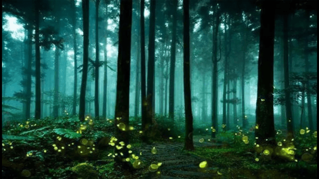best firefly watching spots in India