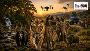 Man animal conflict mitigation in India forests | Tiger conservation challenges in Madhya Pradesh villages