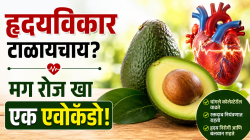 रोज १ एवोकॅडो खाल्ल्याने हृदयविकाराचा धोका खरंच ४ टक्क्यांनी कमी होतो का?