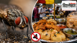 माशीला आपलं जग ‘स्लो-मोशन’मध्ये का दिसतं? जाणून घ्या माशीच्या हुलकावणीमागचं वैज्ञानिक सत्य!