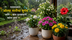 रुम फ्रेशनरची गरजच पडणार नाही! पावसाळ्यात लावा ही ५ फुलांची रोपं, रात्रंदिवस घरात दरवळेल सुगंध