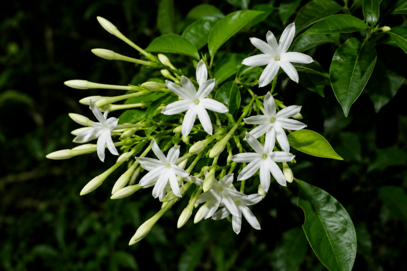 Night-blooming jasmine