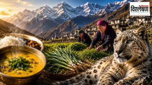 What is Jimbu herb used in Nepal dal bhat for wildlife conservation | Traditional Himalayan Jimbu herb benefits and snow leopard protection